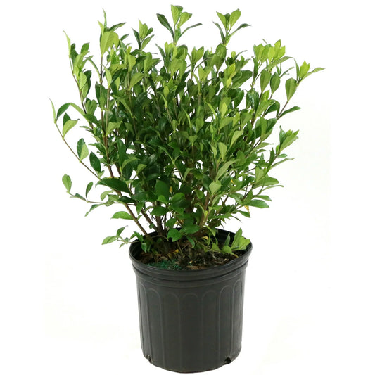 1 gal Gardenia 'Buttons'Live Shrub with Full Sunlight