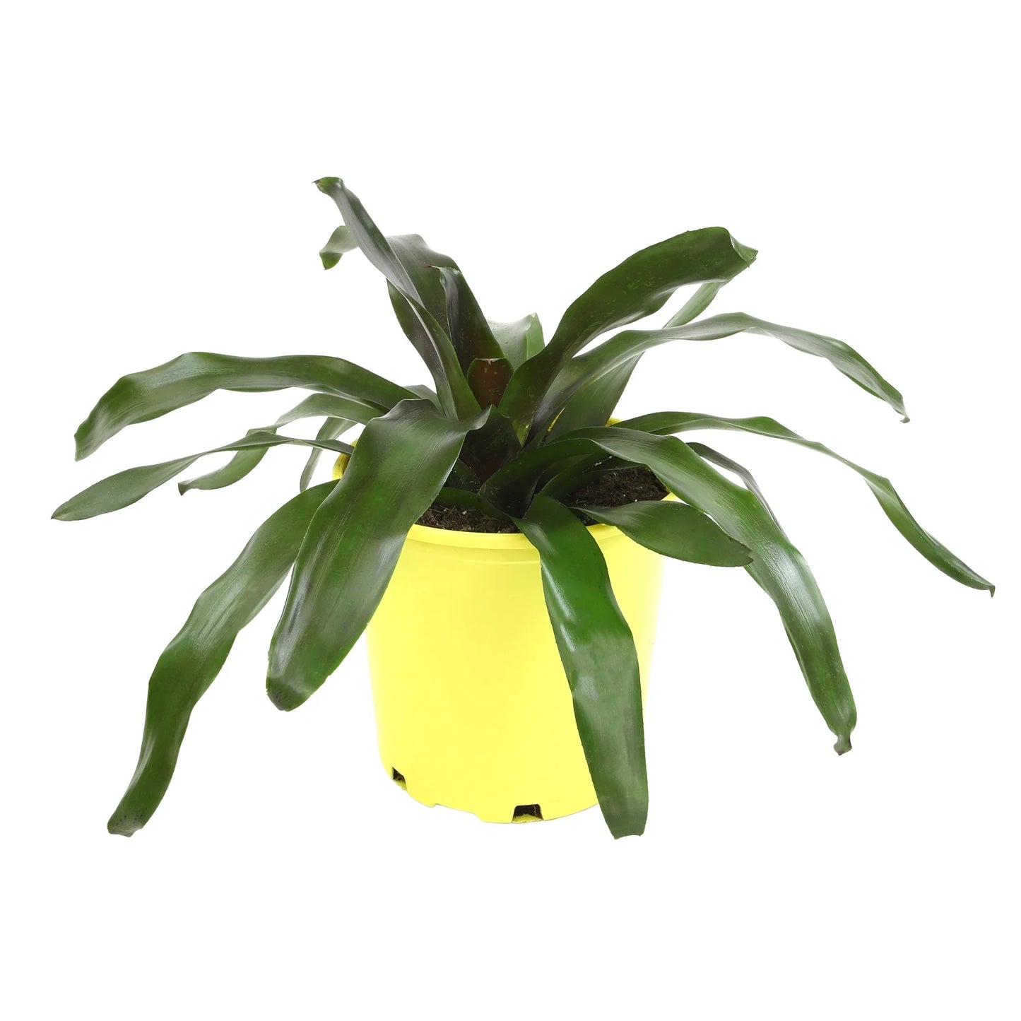 Altman Plants Neoregelia Royal Burgundy | Houseplant & Perennial | 4qt. Grow Pot; Indirect Light