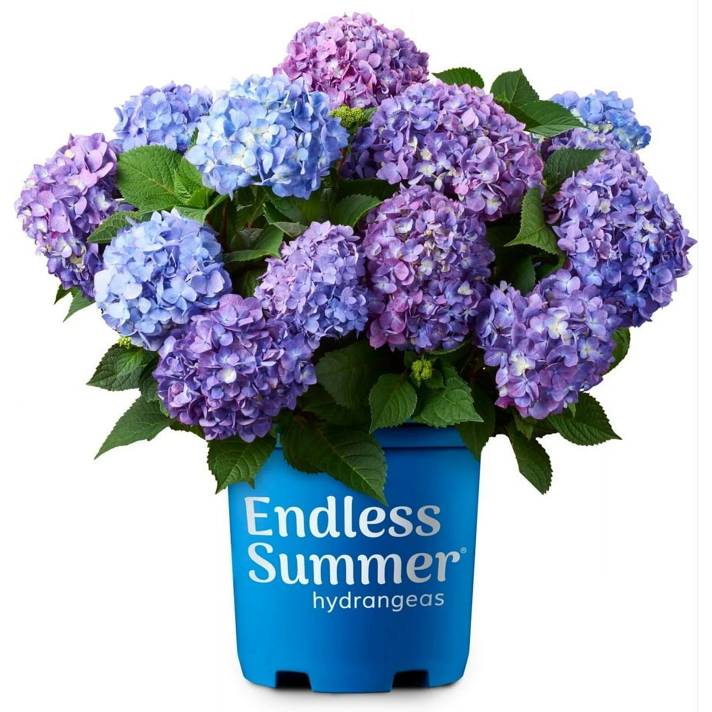 Endless Summer BloomStruck Reblooming Hydrangea Live Shrub in 1-Gallon Grower Pot