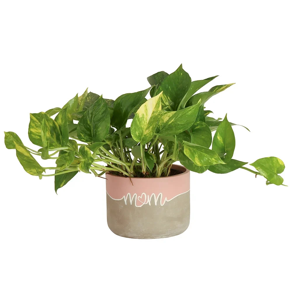 Costa Farms 12" Tal Golden Pothos, Medium Indirect Sunlight, Indoor Live House Plants, Decor Pot