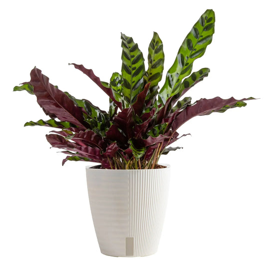 Costa Farms 12" Tall Calathea Rattlesnake, Bright Indirect Sunlight, Indoor Live House Plants