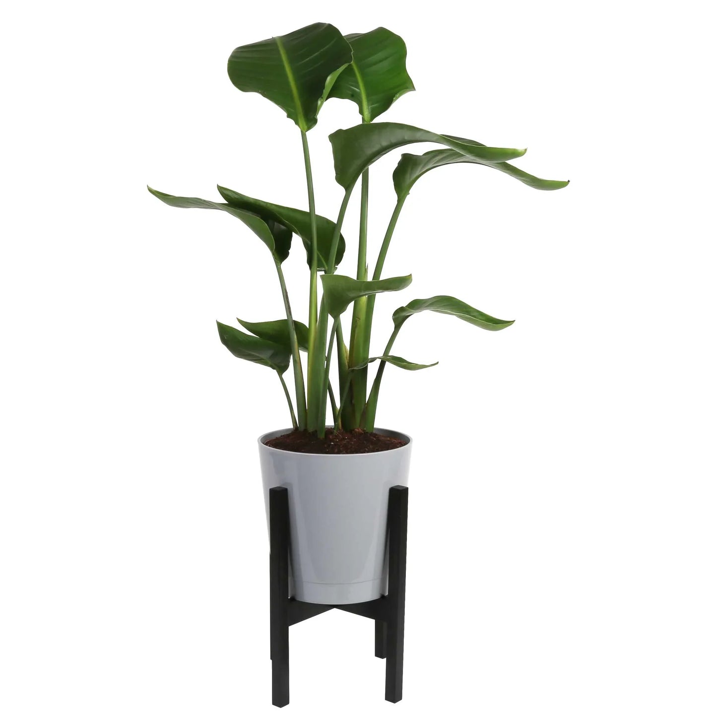 Costa Farms 36-48" Tall White Bird of Paradise, Bright Indirect Sunlight, Indoor Live House Plants