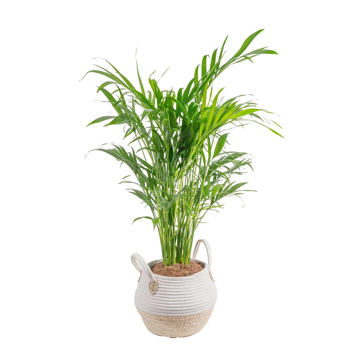 Costa Farms 36-48" Tall Cat Palm, Bright Indirect Sunlight, Indoor Live House Plants in Basket