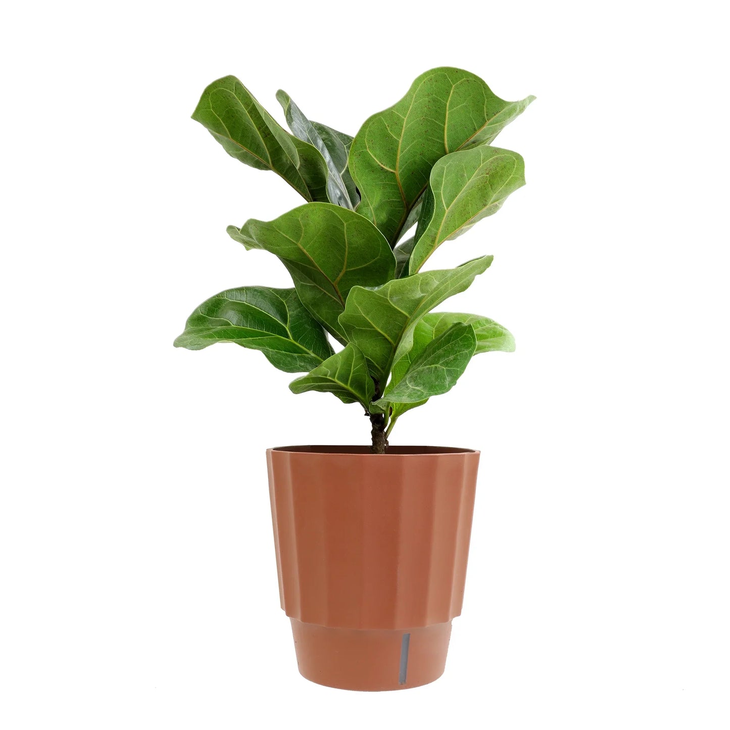 Element by Altman Plants 6in Assorted Ficus Plant in H20 Self Watering Pot