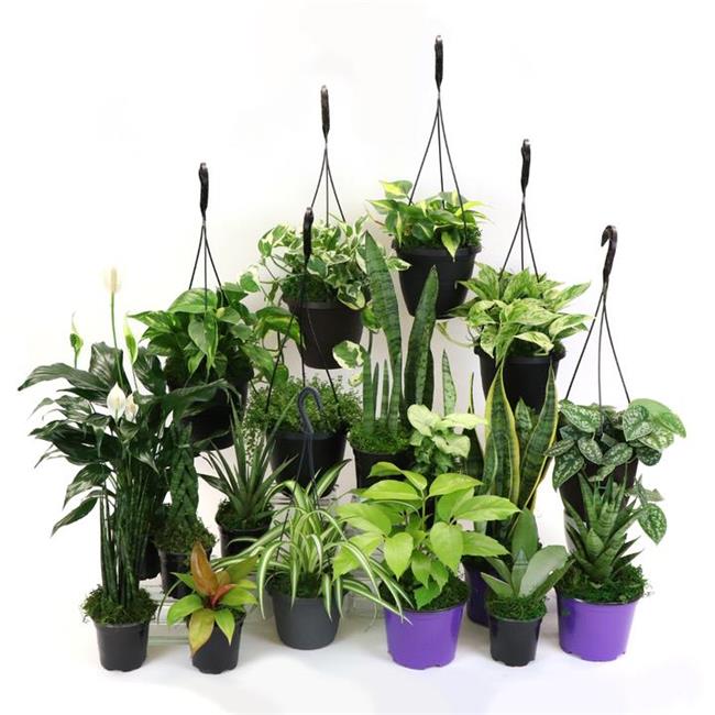 House Plants Low Light 4" Tropical Live Plants in 4" Pots (4 Count), Low Maintenancev