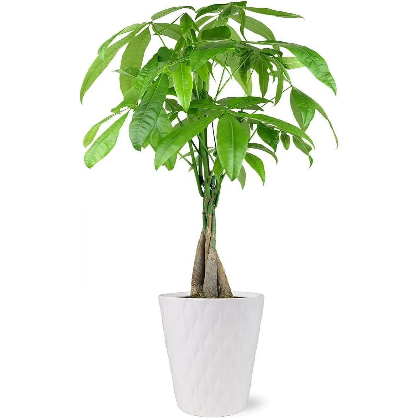 Just Add Ice 14-16" Money Tree Live Plant in 5" White Ceramic Pot, House Plant