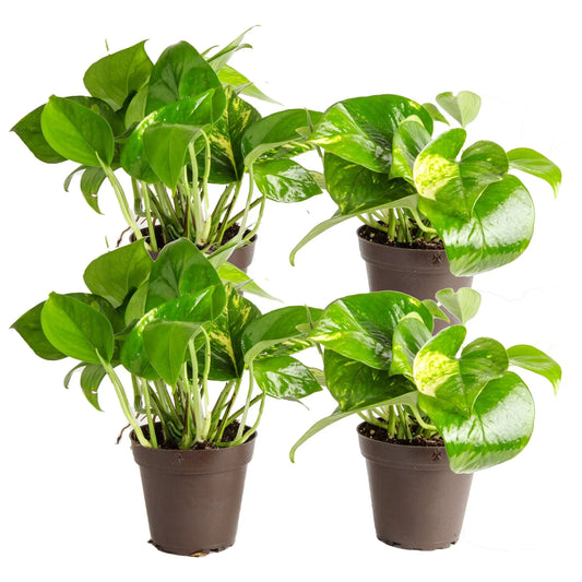 Costa Farms 8" Tall Golden Pothos, Medium Indirect Sunlight, Indoor Live House Plants, Grow Pot 4-Pk